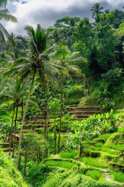 Tegalalang Rice Terrace, Bali, Endonezya 'nın güzel manzarası