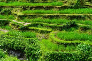 Tegalalang Rice Terrace, Bali, Endonezya 'nın güzel manzarası