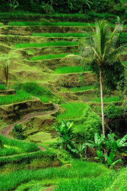 Tegalalang Rice Terrace, Bali, Endonezya 'nın güzel manzarası