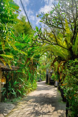 Ubud, Endonezya - Temmuz, 12023: Güneşli hava koşullarında resim gibi Balili