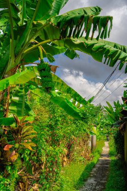 Ubud, Endonezya - Temmuz, 12023: Güneşli hava koşullarında resim gibi Balili