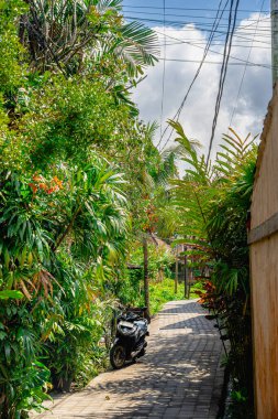 Ubud, Endonezya - Temmuz, 12023: Güneşli hava koşullarında resim gibi Balili