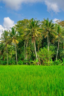 Ubud, Endonezya - Temmuz, 12023: Güneşli hava koşullarında resim gibi Balili