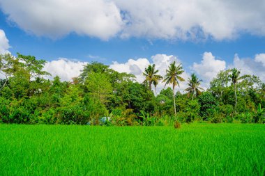 Ubud, Endonezya - Temmuz, 12023: Güneşli hava koşullarında resim gibi Balili