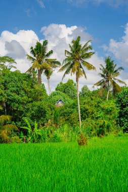 Ubud, Endonezya - Temmuz, 12023: Güneşli hava koşullarında resim gibi Balili