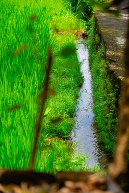 Ubud, Endonezya - Temmuz, 12023: Güneşli hava koşullarında resim gibi Balili