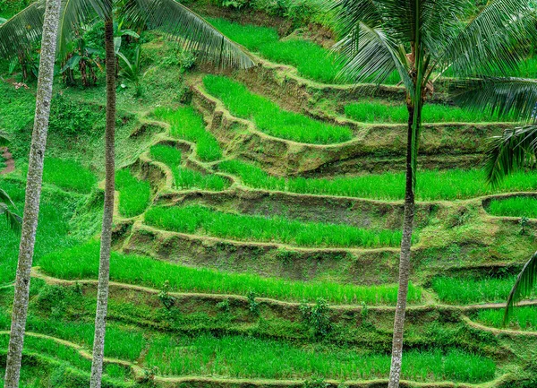 Tegalalang Rice Terrace Bali Endonezya Nın Güzel Manzarası — Stok fotoğraf
