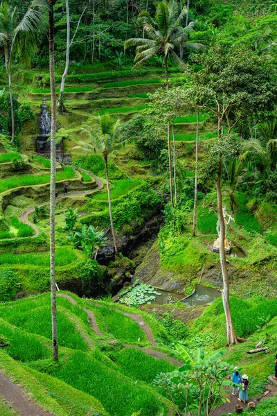 Tegalalang Rice Terrace, Bali, Endonezya 'nın güzel manzarası