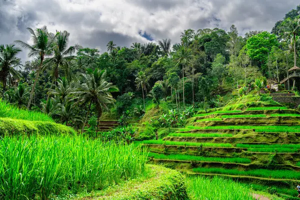 Beautiful View Tegalalang Rice Terrace Bali Indonesia — Stock Photo, Image