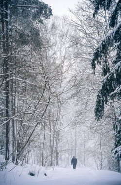 Finlandiya 'da karlı orman, HDR Görüntü