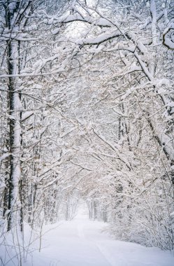 Finlandiya 'da karlı orman, HDR Görüntü