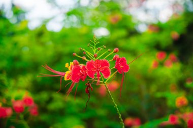 Bulutlu havada Singapur Botanik Bahçeleri, HDR Görüntü
