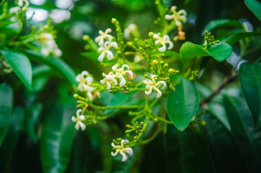 Bulutlu havada Singapur Botanik Bahçeleri, HDR Görüntü