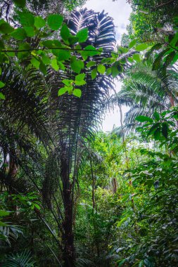 Bulutlu havada Singapur Botanik Bahçeleri, HDR Görüntü