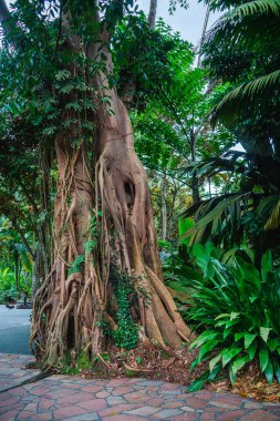 Bulutlu havada Singapur Botanik Bahçeleri, HDR Görüntü
