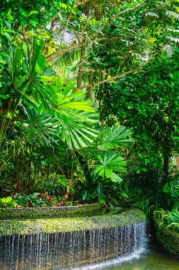 Bulutlu havada Singapur Botanik Bahçeleri, HDR Görüntü