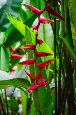 Bulutlu havada Singapur Botanik Bahçeleri, HDR Görüntü
