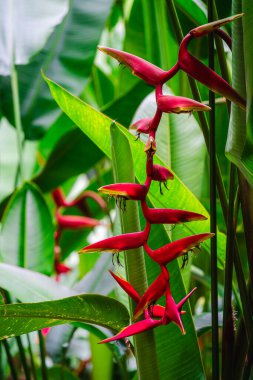 Bulutlu havada Singapur Botanik Bahçeleri, HDR Görüntü