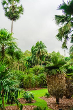 Bulutlu havada Singapur Botanik Bahçeleri, HDR Görüntü