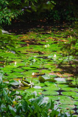 Bulutlu havada Singapur Botanik Bahçeleri, HDR Görüntü