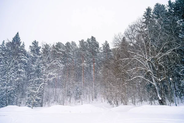 Pădure Zăpadă Finlanda Hdr Imagine — Fotografie, imagine de stoc