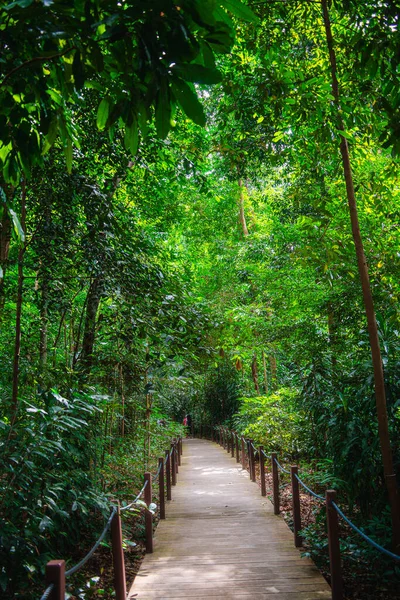 Jardín Botánico Singapur Tiempo Nublado Hdr Imagen — Foto de Stock