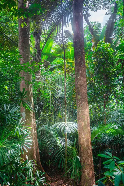 Jardins Botânicos Singapura Tempo Nublado Hdr Imagem Imagem De Stock