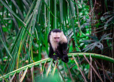Kosta Rika 'daki ağaçta Beyaz Yüzlü Maymun