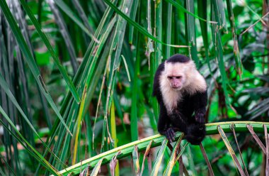 Kosta Rika 'daki ağaçta Beyaz Yüzlü Maymun