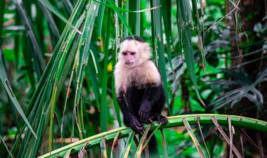 Kosta Rika 'daki ağaçta Beyaz Yüzlü Maymun