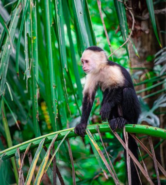Kosta Rika 'daki ağaçta Beyaz Yüzlü Maymun