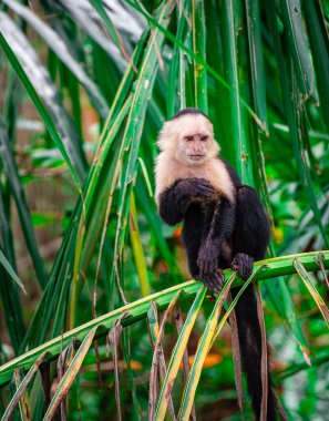 Kosta Rika 'daki ağaçta Beyaz Yüzlü Maymun
