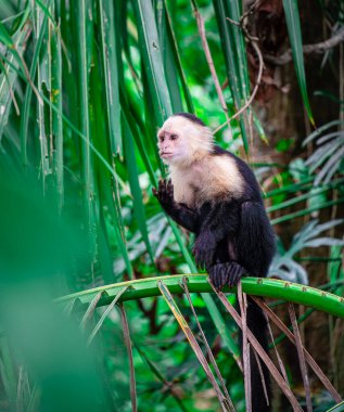 Kosta Rika 'daki ağaçta Beyaz Yüzlü Maymun