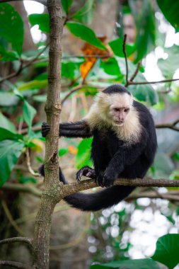 Kosta Rika 'daki ağaçta Beyaz Yüzlü Maymun