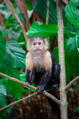 Kosta Rika 'daki ağaçta Beyaz Yüzlü Maymun