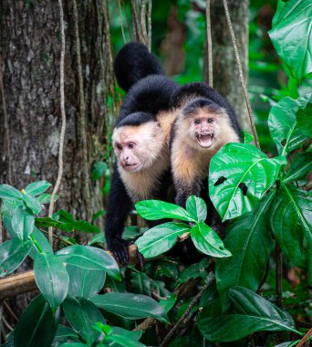 Kosta Rika 'daki ağaçta Beyaz Yüzlü Maymun