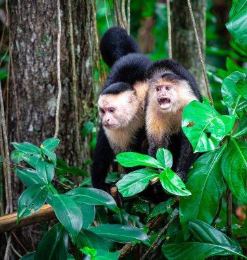 White Faced Monkey on the tree in Costa Rica clipart