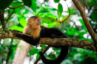 Kosta Rika 'daki ağaçta Beyaz Yüzlü Maymun
