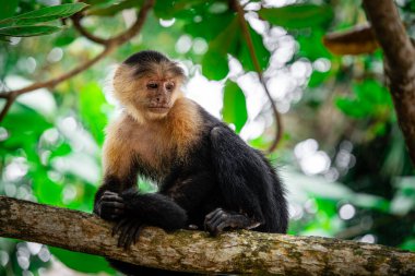 Kosta Rika 'daki ağaçta Beyaz Yüzlü Maymun