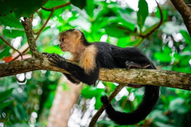 Kosta Rika 'daki ağaçta Beyaz Yüzlü Maymun