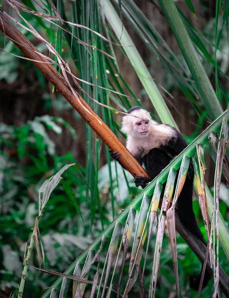 White Faced Monkey Tree Costa Rica — Stock Photo, Image