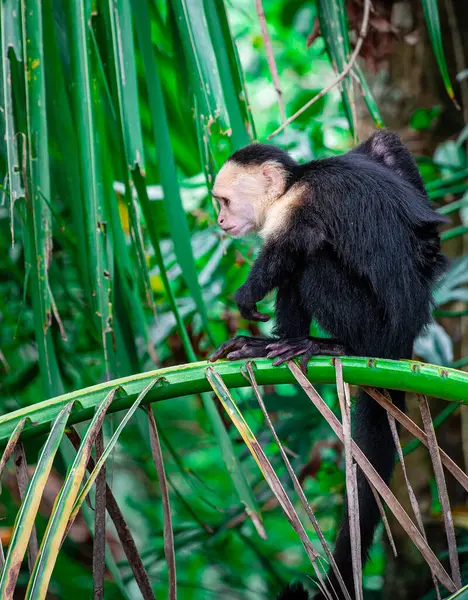 Bílá Opice Stromě Kostarice — Stock fotografie