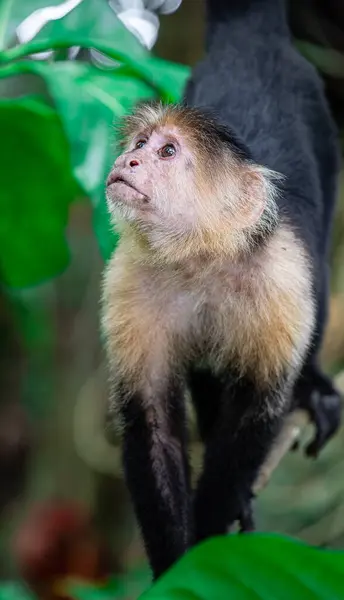 Kosta Rika Daki Ağaçta Beyaz Yüzlü Maymun — Stok fotoğraf