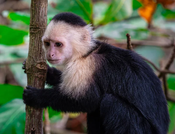 White Faced Monkey Tree Costa Rica — Stock Photo, Image