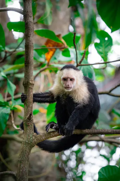 Scimmia Faccia Bianca Sull Albero Costa Rica — Foto Stock