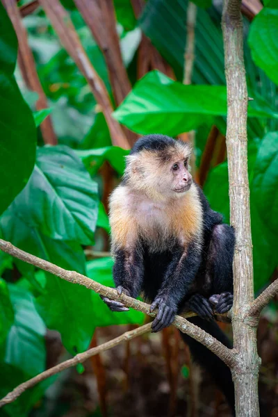 Macaco Cara Branca Árvore Costa Rica — Fotografia de Stock