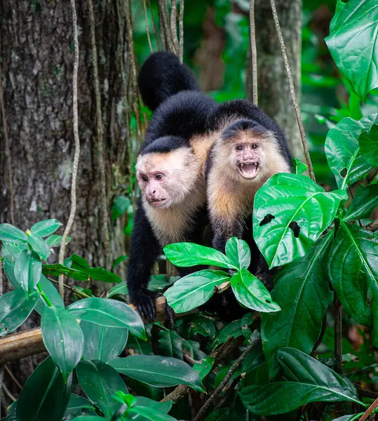 Kosta Rika 'daki ağaçta Beyaz Yüzlü Maymun