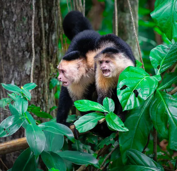 Kosta Rika Daki Ağaçta Beyaz Yüzlü Maymun — Stok fotoğraf