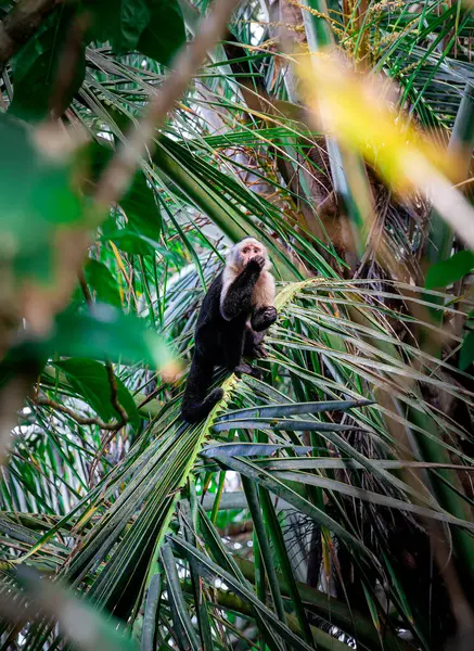 Scimmia Faccia Bianca Sull Albero Costa Rica — Foto Stock