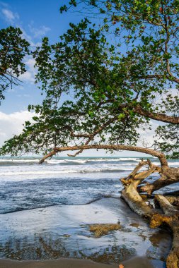 Cahuita 'nın güzel manzarası, Kosta Rika Karayip Sahili